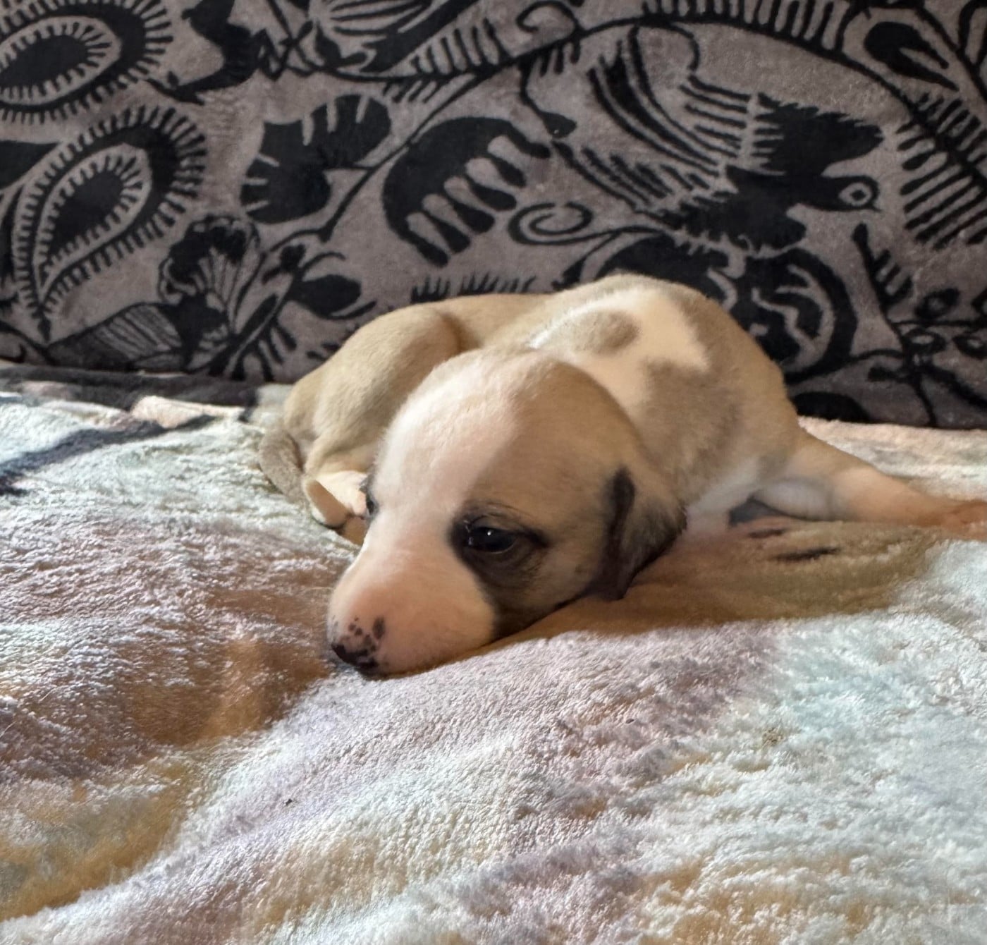 Be Coco Chanel des pierres de jade