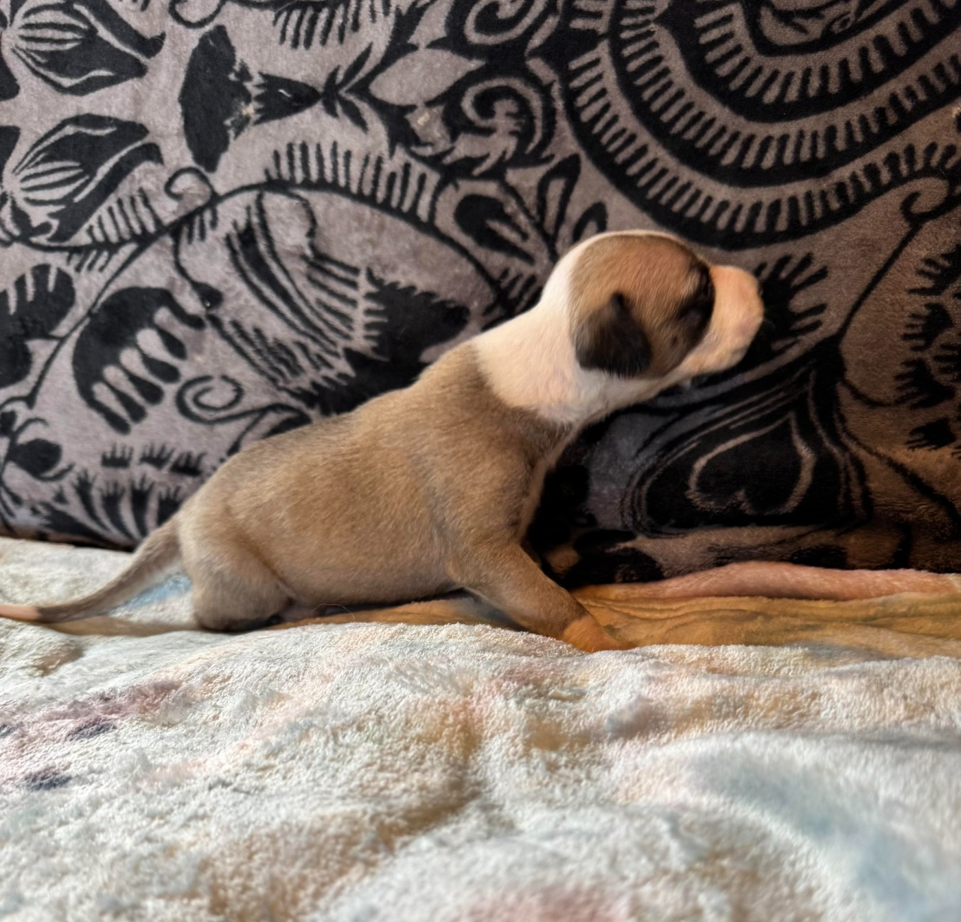 Be Prada des pierres de jade