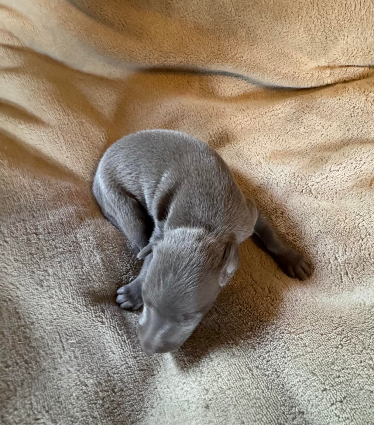 Mâle Bleu