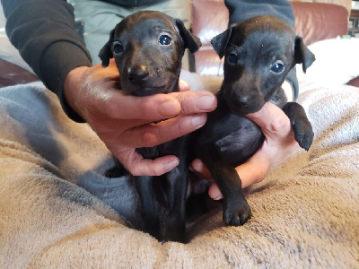 Les chiots de Petit Levrier Italien