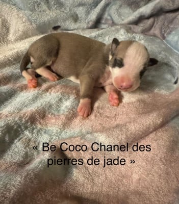 Be Coco Chanel des pierres de jade - Whippet