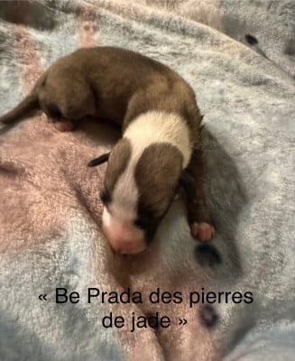 Be Prada des pierres de jade - Whippet