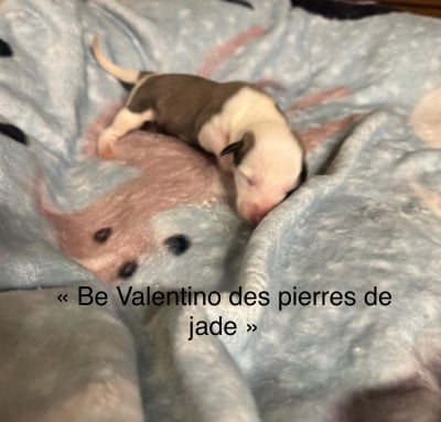 Be Valentino des pierres de jade - Whippet