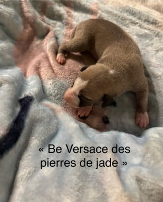 Be Versace des pierres de jade - Whippet