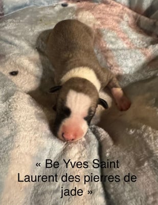 Be Yves Saint Laurent des pierres de jade - Whippet