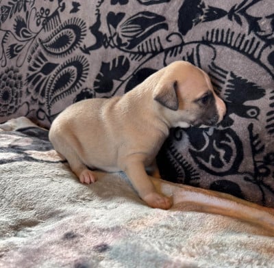 Les chiots de Whippet