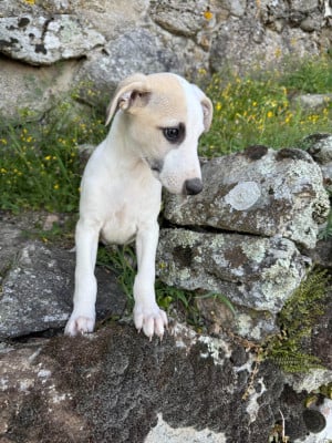 Les chiots de Whippet