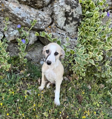 Les chiots de Whippet