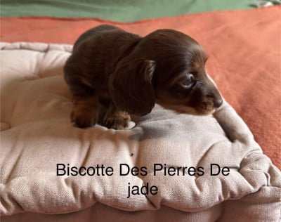 Les chiots de Teckel poil long