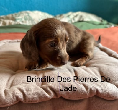 Les chiots de Teckel poil long