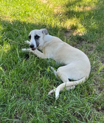 Les chiots de Whippet
