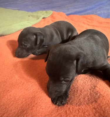 Les chiots de Petit Levrier Italien