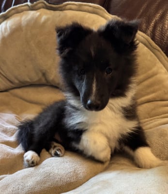 Les chiots de Shetland Sheepdog