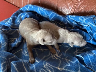 Les chiots de Petit Levrier Italien
