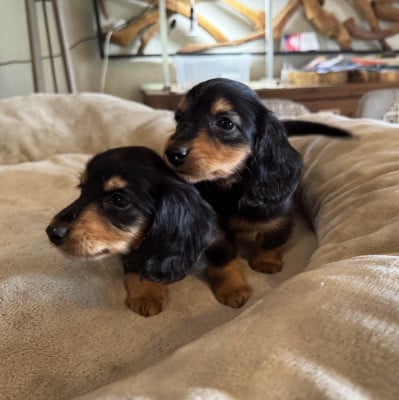 Les chiots de Teckel poil long