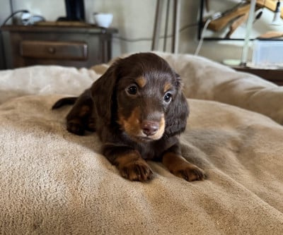 Les chiots de Teckel poil long