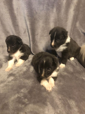 Les chiots de Shetland Sheepdog