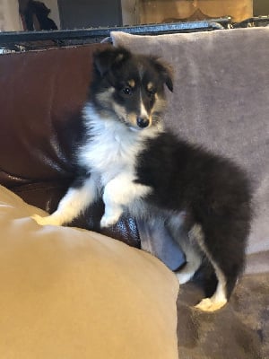Les chiots de Shetland Sheepdog