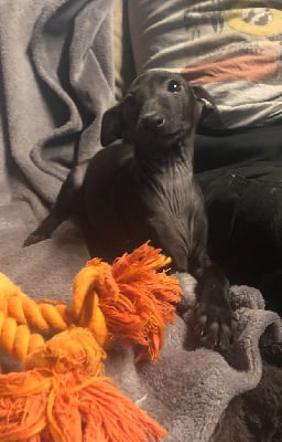 Les chiots de Petit Levrier Italien