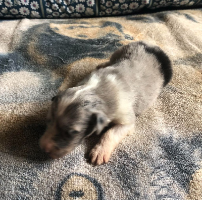 Les chiots de Shetland Sheepdog