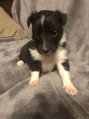 Les chiots de Shetland Sheepdog
