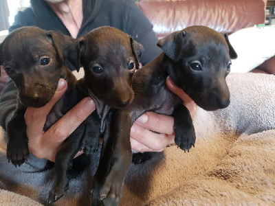 Les chiots de Petit Levrier Italien