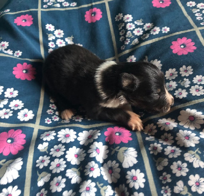 Les chiots de Shetland Sheepdog