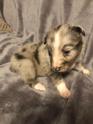 Les chiots de Shetland Sheepdog