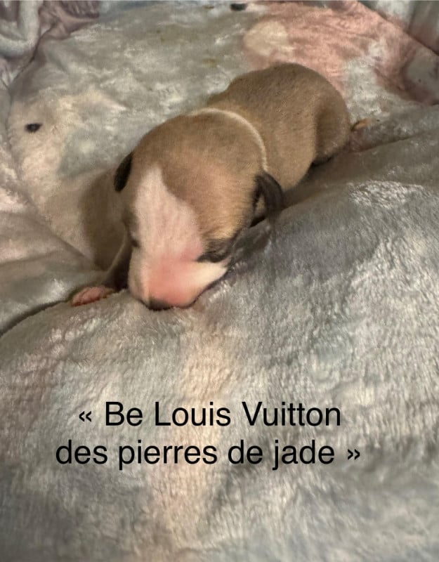 Whippet - des pierres de jade