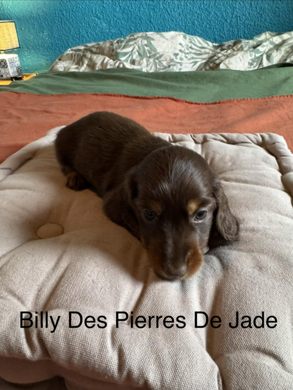 Teckel poil long - des pierres de jade
