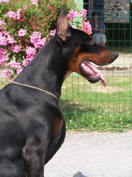 Publication : vom Gebrannten Walde Auteur : Hervé Blosch