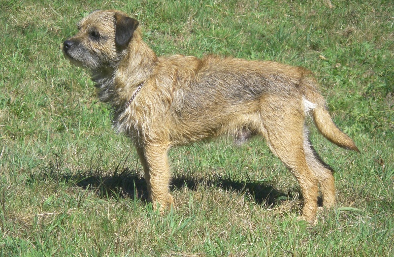 Publication : du chant du coucou