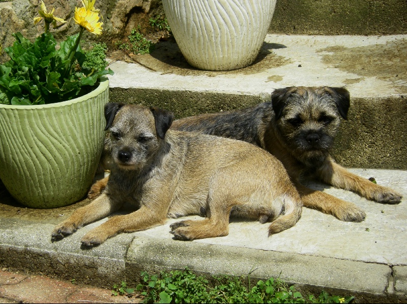 Publication : du chant du coucou Auteur : colette Chosson