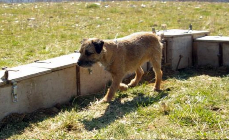 Publication : du chant du coucou