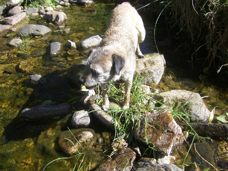 Publication : du chant du coucou Auteur : colette Chosson