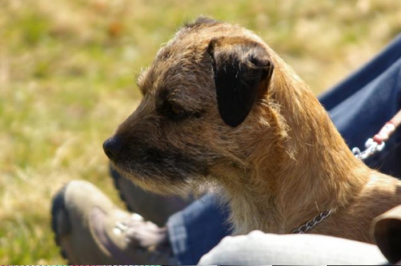 Publication : du chant du coucou