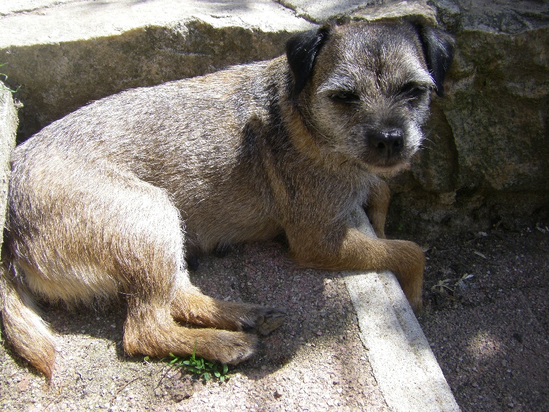 Publication : du chant du coucou Auteur : colette Chosson