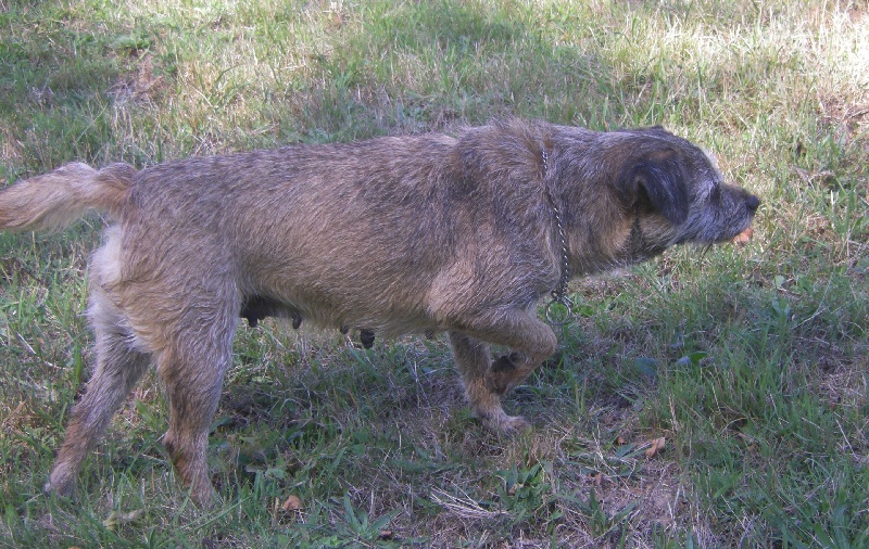 Publication : du chant du coucou Auteur : colette Chosson