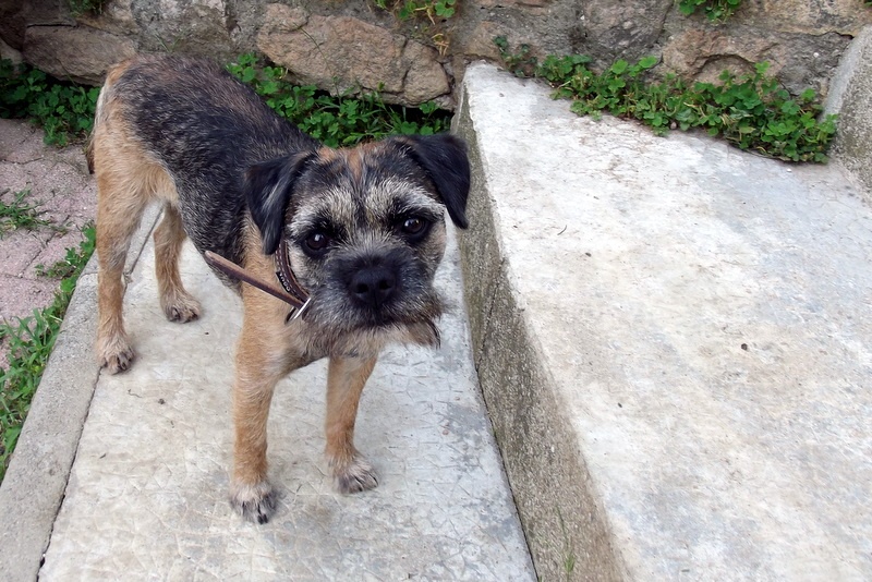 CH. Devil in the world de Kibéfa - TRES BON