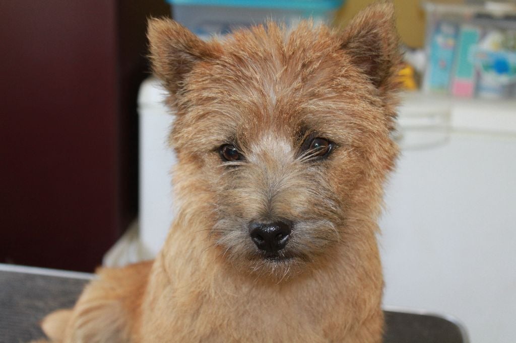 Publication : d'Isarudy Auteur : Maë Photographies