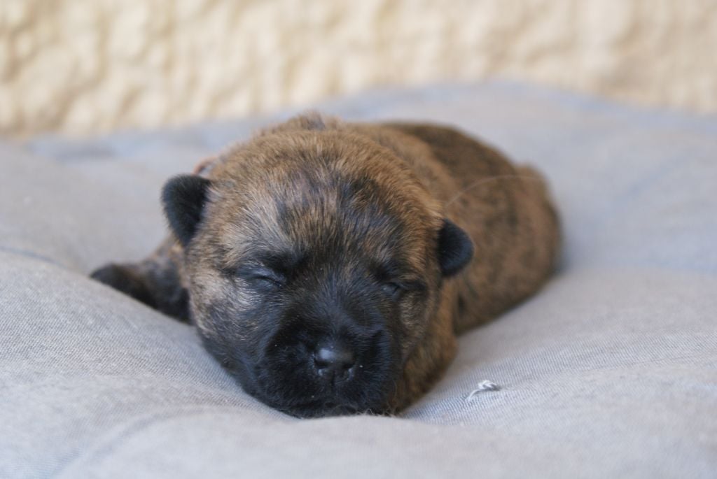 M1-A'SCOTT d'Isarudy (collier marron)