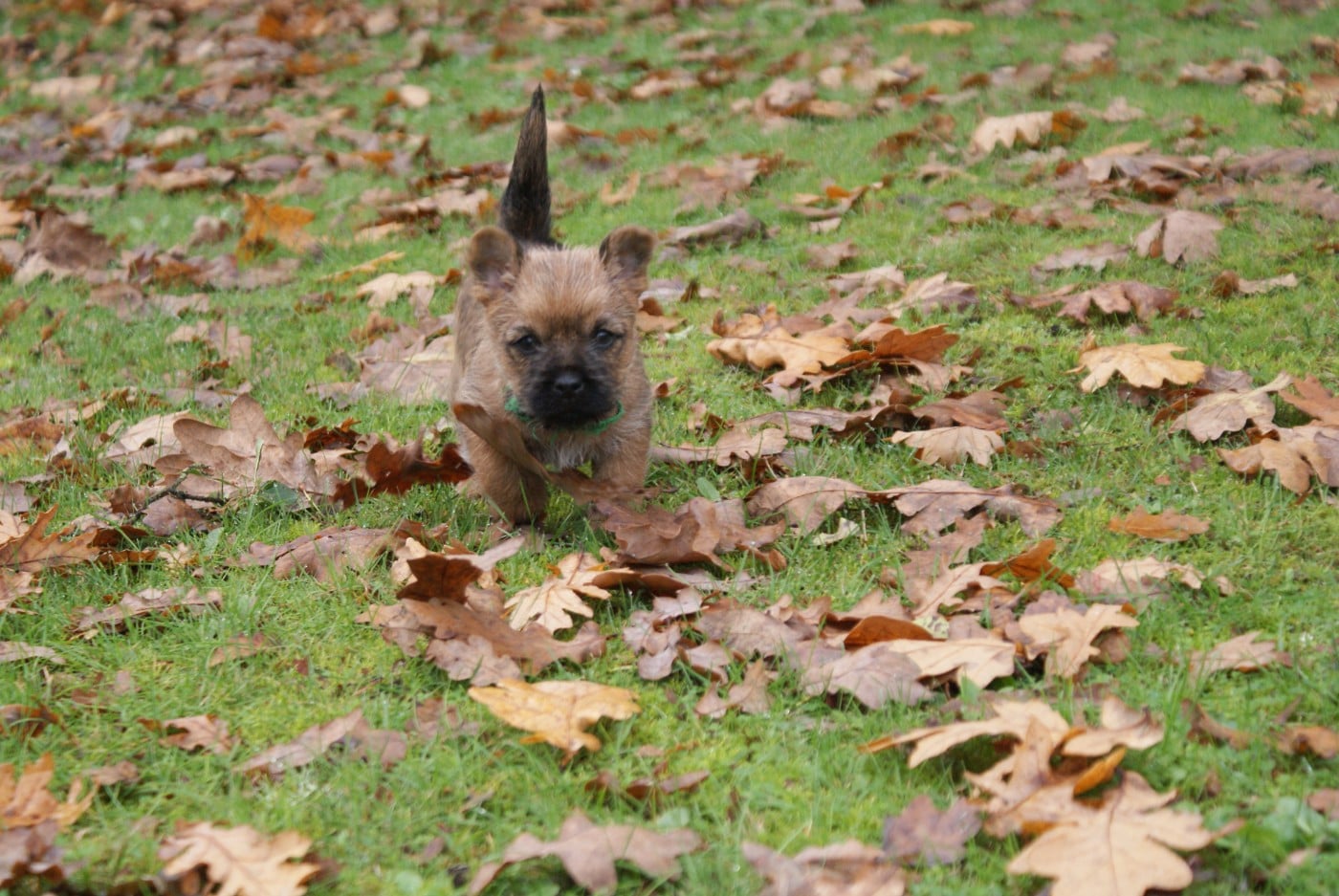 M2-ARROS d'Isarudy (collier vert)