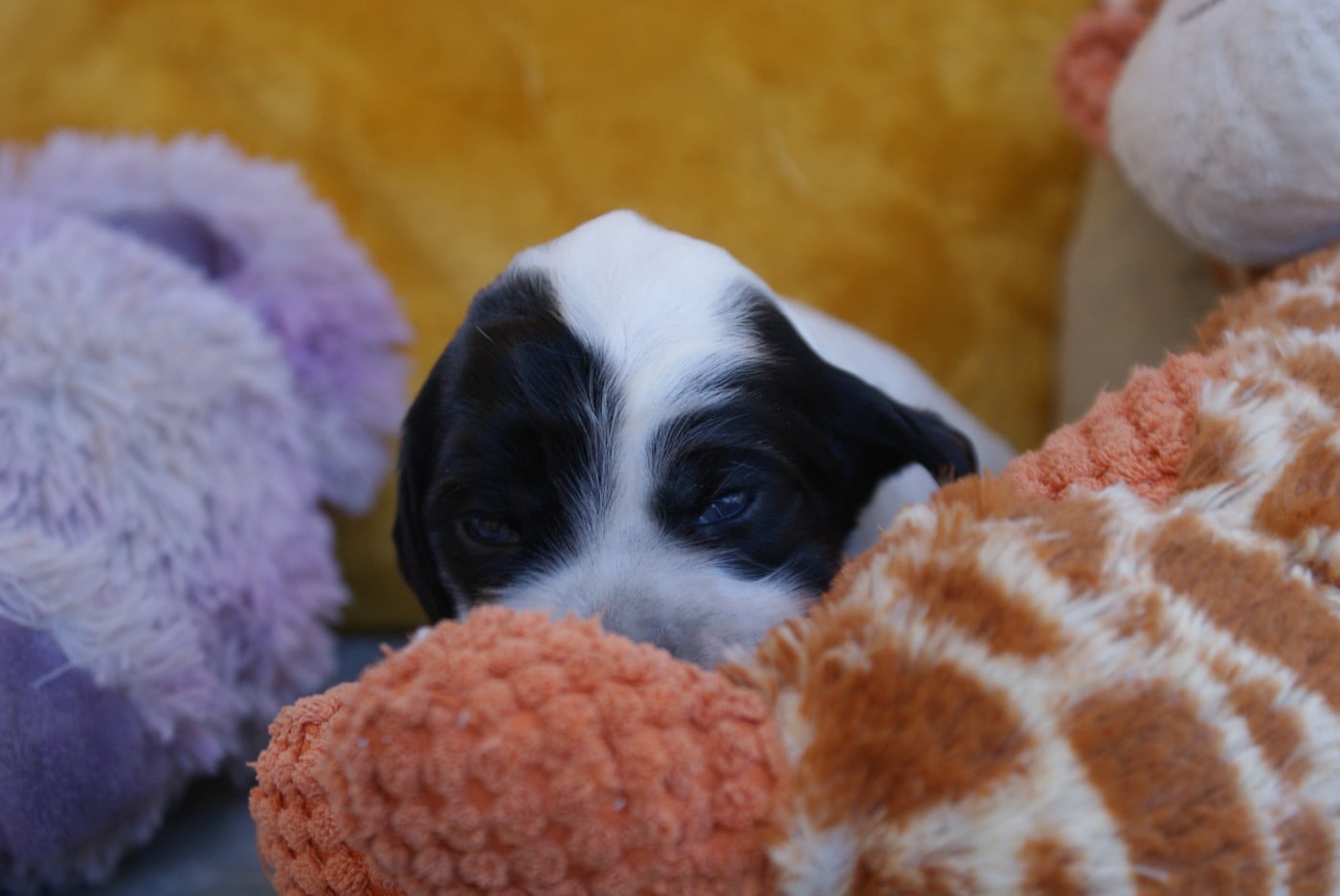Femelle 5