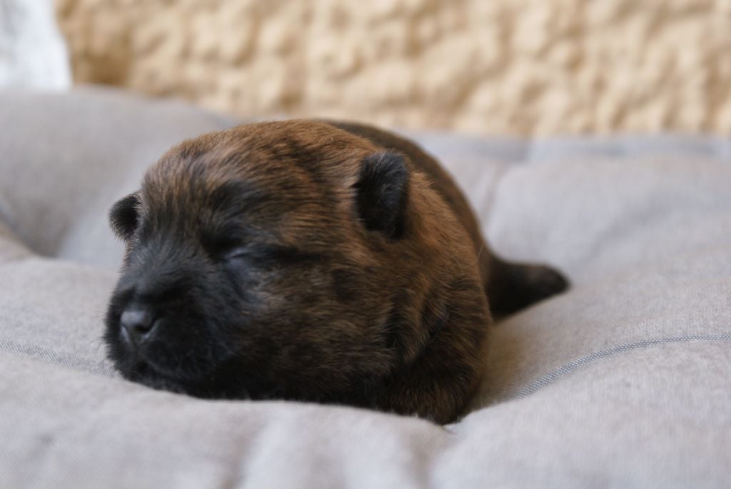 M3-ASTON d'Isarudy (collier noir)