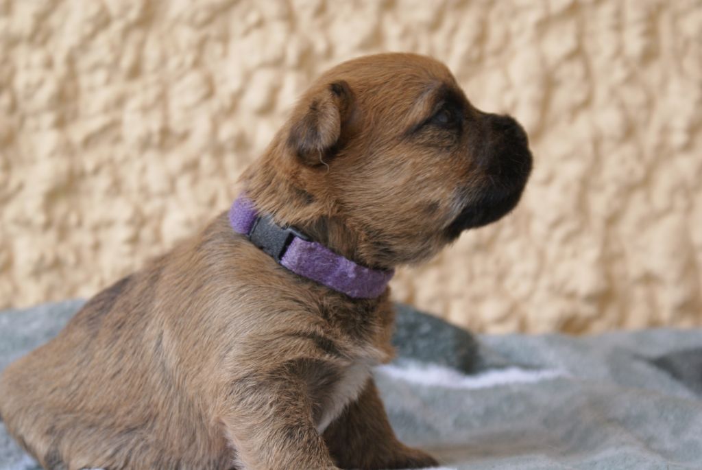 F-Appy d'Isarudy (collier violet)