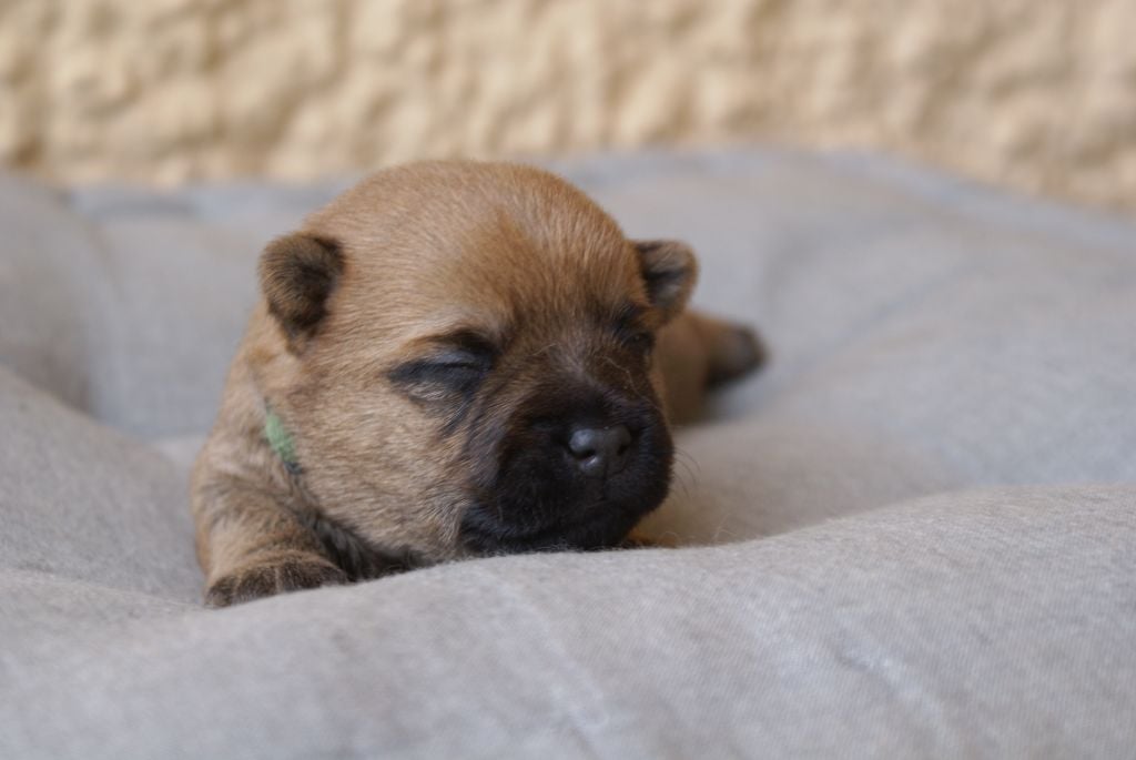 M2-ARROS d'Isarudy (collier vert)