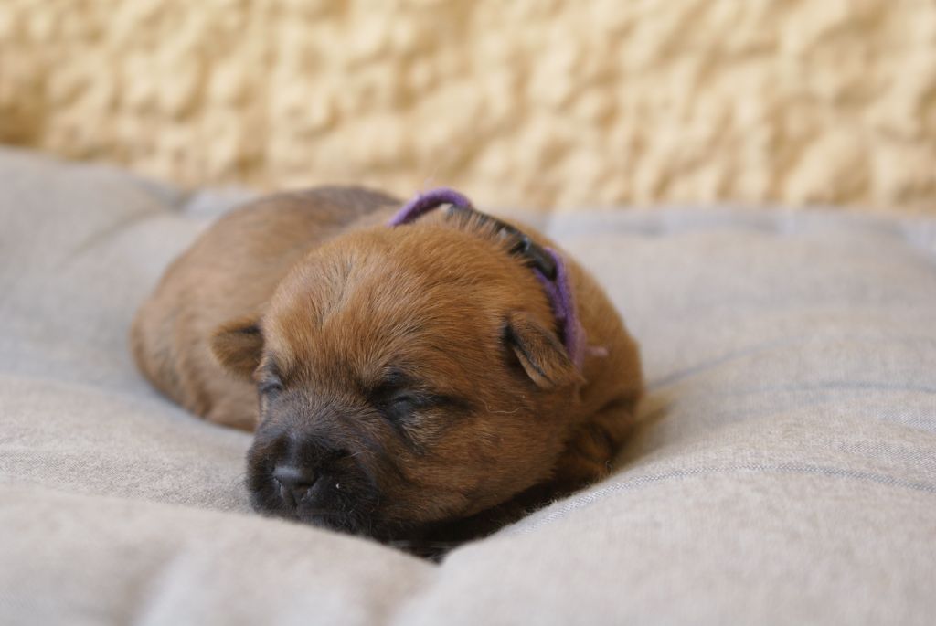 F-APPY d'Isarudy (collier violet)