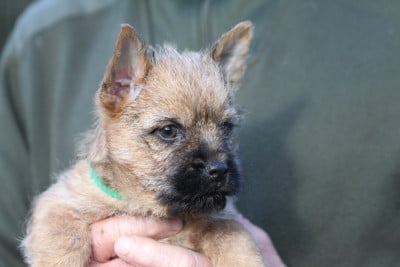 Les chiots de Cairn Terrier