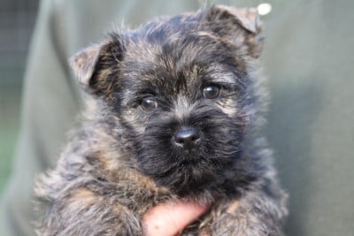 Les chiots de Cairn Terrier