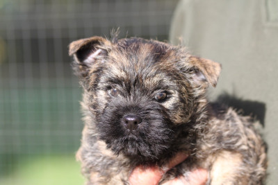 Les chiots de Cairn Terrier